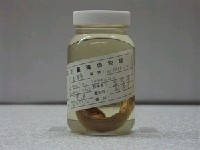 藏品(日本鰻)的圖片